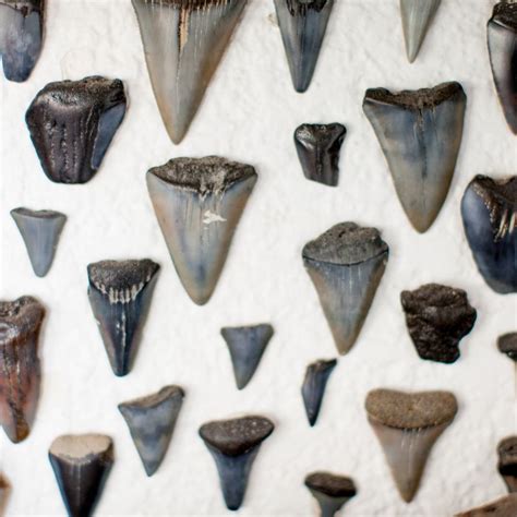 are shark teeth valuable.